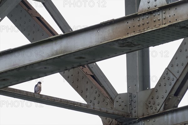 Peregrine falcon