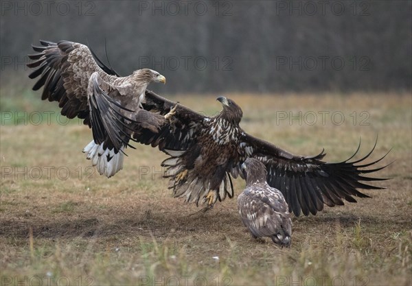 White-tailed eagle