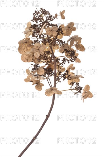 Seed head of a panicle hydrangea