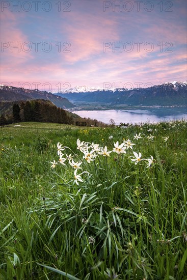 Poet's daffodils