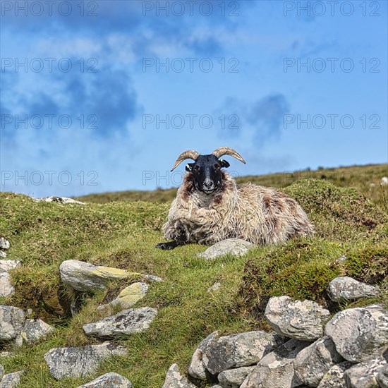 Domestic sheep