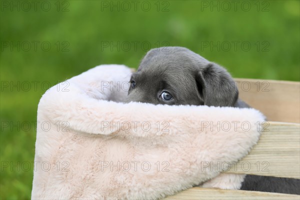 Labrador domestic dog