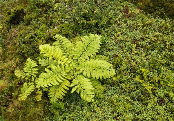 Lush vegetation with tree fern