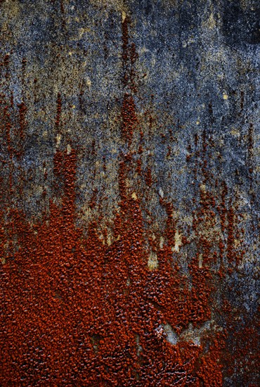 House facade with red algae growth