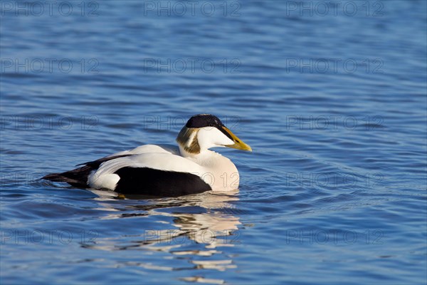 Adult male Common Eider