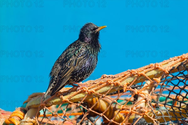 Common Starling