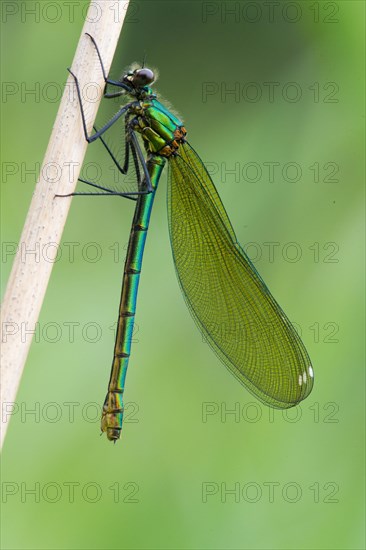 Adult female Banded Demoiselle