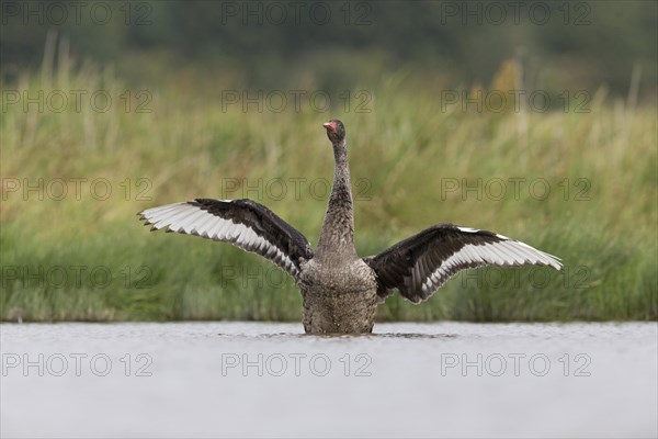 Black Swan