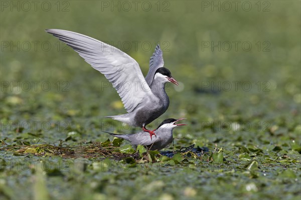 Whiskered Tern