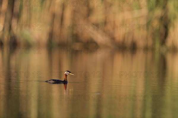 Red-Necked Grebe