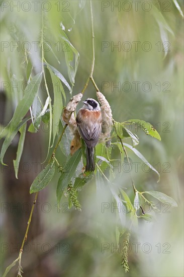 Eurasian Penduline Tit