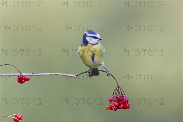 Blue Tit