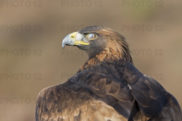 Golden Eagle