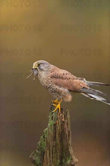 Common Kestrel