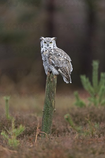 Great-Horned Owl