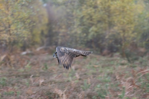 Eurasian Eagle Owl
