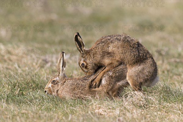 European Hare