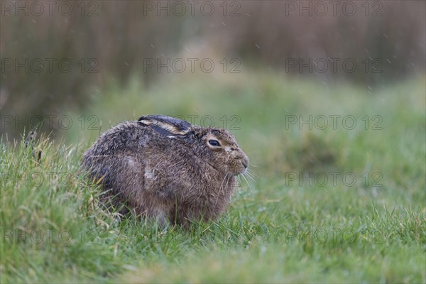 European Hare