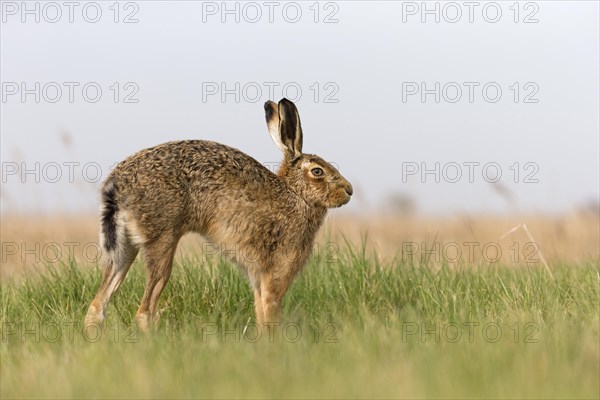 European Hare
