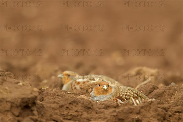 Grey Partridge