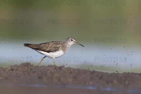 Green Sandpiper