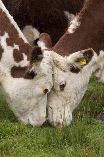 Domestic Cattle