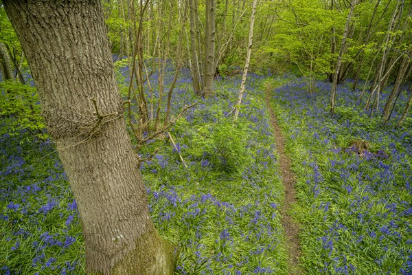 Common Bluebell