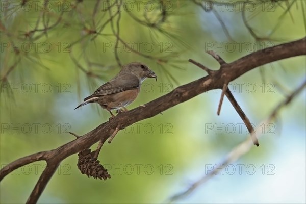 Red Crossbill