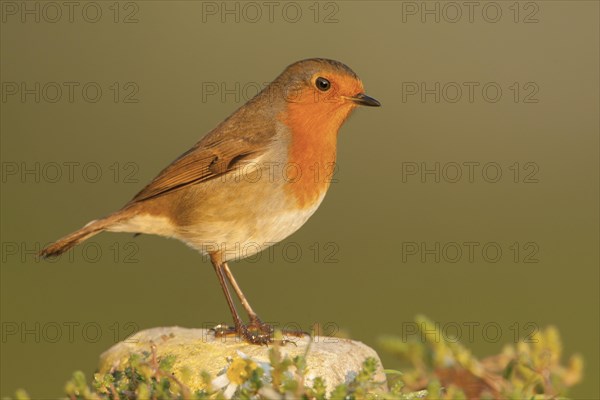 European Robin