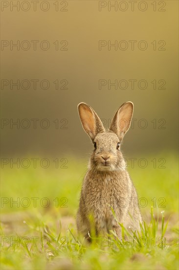 European Rabbit