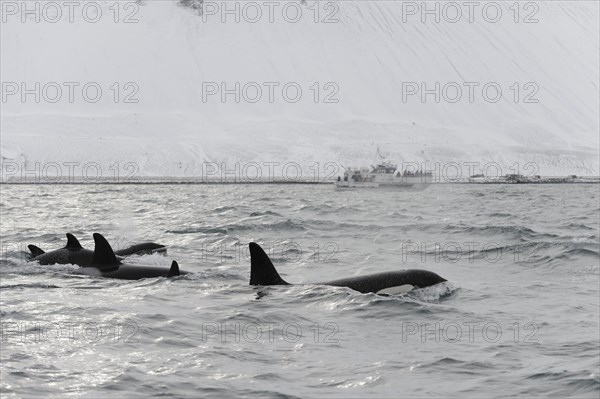 North Atlantic Killer Whale