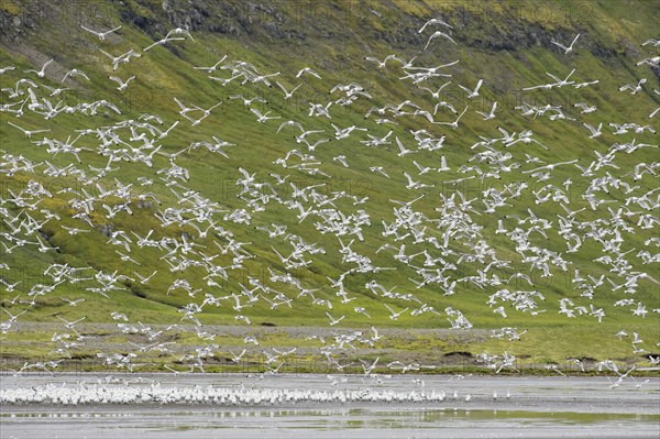 Kittiwakes