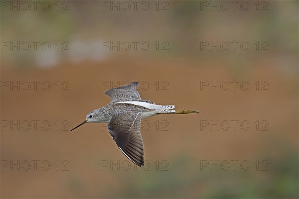 Marsh Sandpiper