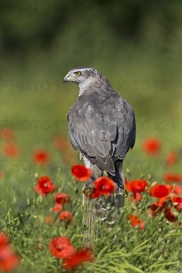 Northern Goshawk