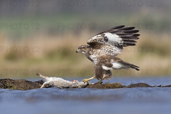 Common Buzzard