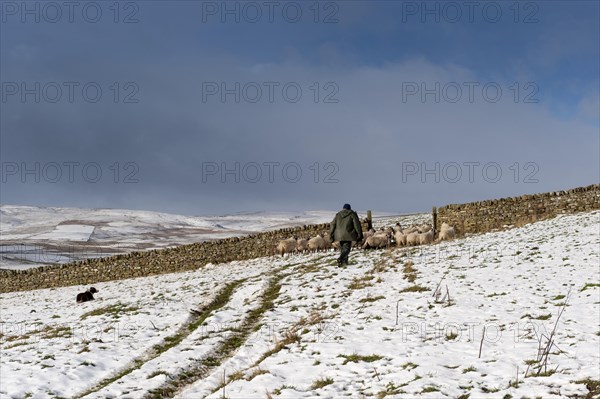 Shepherd taking sheep through a gate