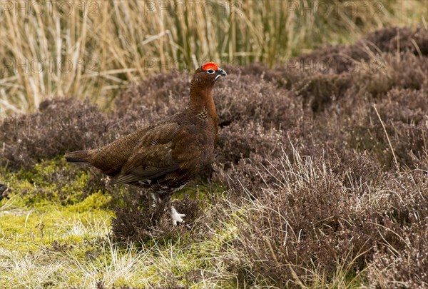 Red Grouse