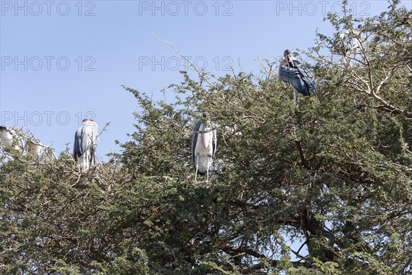 Marabou stork