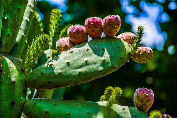 Prickly pear