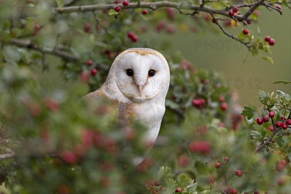 Barn Owl