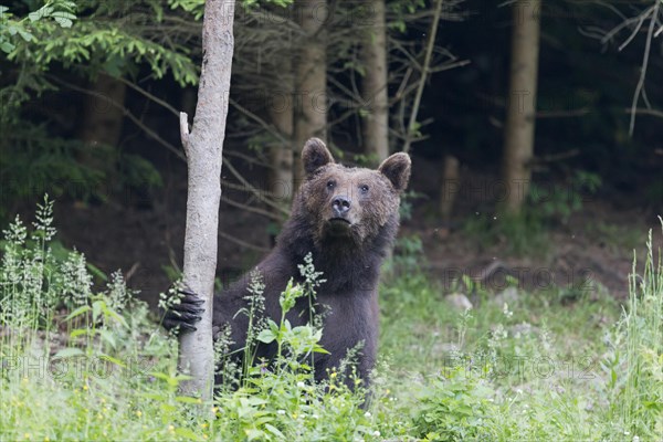 European Brown Bear