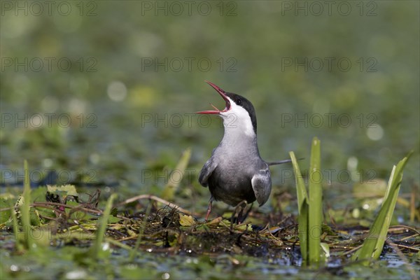 Whiskered Tern