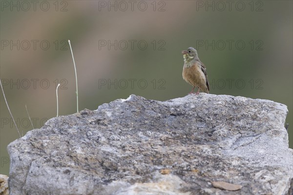 Ortolan Bunting