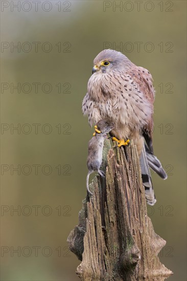 Common Kestrel