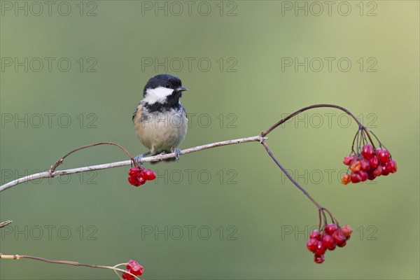 Coal Tit