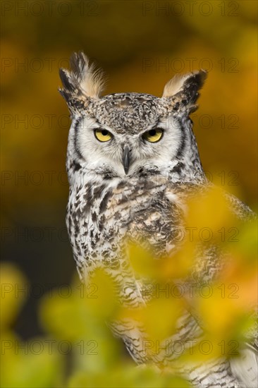 Great-Horned Owl