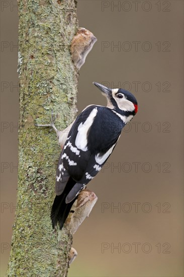 Great Spotted Woodpecker