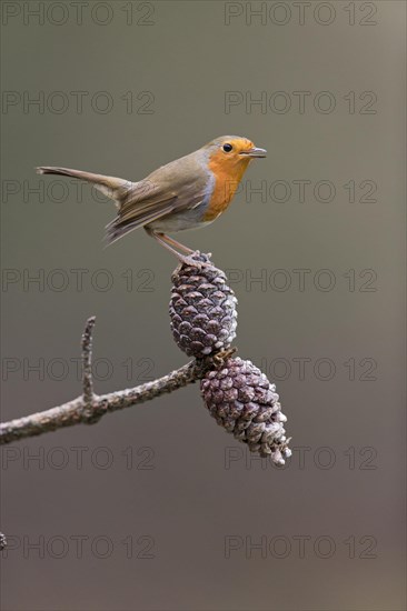 European Robin