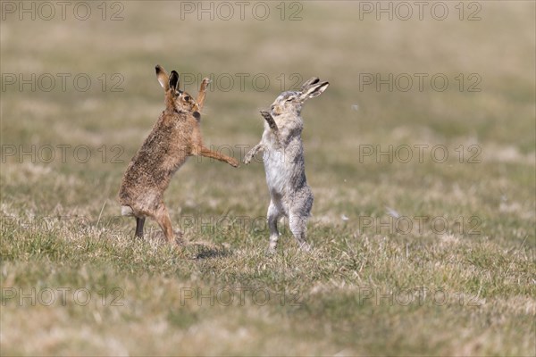 European Hare