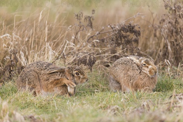 European Hare